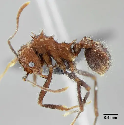 Acromyrmex ameliae specimen UFV-LABECOL-001083 image ufv-labecol-001083_4