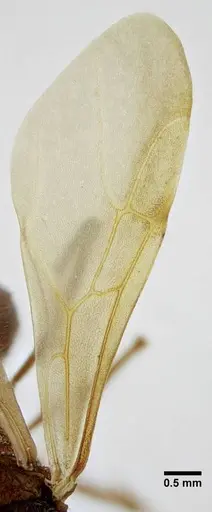 Acromyrmex ameliae specimen UFV-LABECOL-001088 image ufv-labecol-001088_2