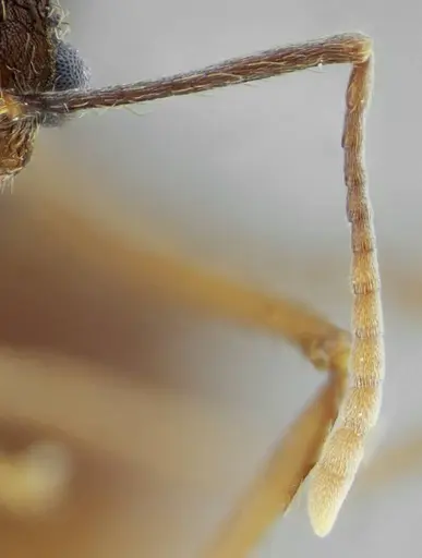 Acromyrmex ameliae specimen UFV-LABECOL-001088 image ufv-labecol-001088_4
