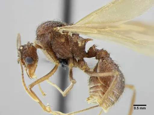 Acromyrmex ameliae specimen UFV-LABECOL-001088 image ufv-labecol-001088_5