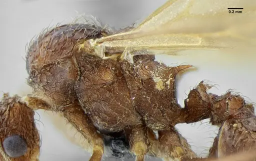 Acromyrmex ameliae specimen UFV-LABECOL-001088 image ufv-labecol-001088_6