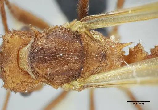 Acromyrmex ameliae specimen UFV-LABECOL-001089 image ufv-labecol-001089_1