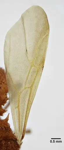 Acromyrmex ameliae specimen UFV-LABECOL-001089 image ufv-labecol-001089_2