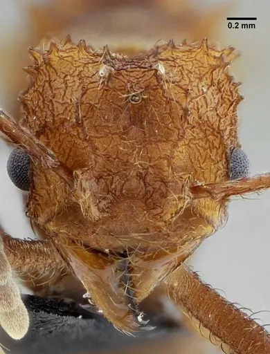 Acromyrmex ameliae specimen UFV-LABECOL-001089 image ufv-labecol-001089_3