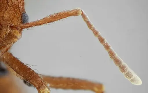 Acromyrmex ameliae specimen UFV-LABECOL-001089 image ufv-labecol-001089_4