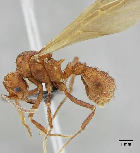 Acromyrmex ameliae specimen UFV-LABECOL-001089 image ufv-labecol-001089_5