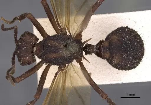 Acromyrmex aspersus specimen CASENT0900492 image casent0900492_1