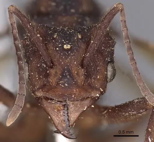 Acromyrmex aspersus specimen CASENT0900492 image casent0900492_2
