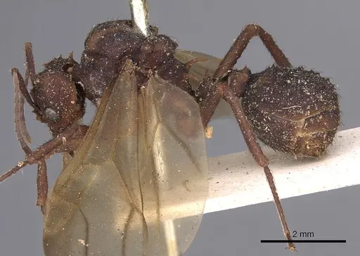Acromyrmex aspersus specimen CASENT0900492 image casent0900492_3