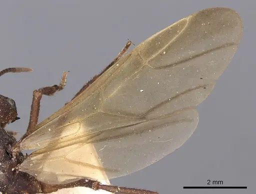 Acromyrmex aspersus specimen CASENT0900492 image casent0900492_4
