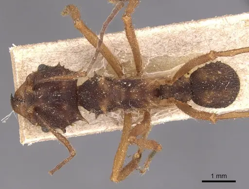 Acromyrmex aspersus specimen CASENT0904994 image casent0904994_1