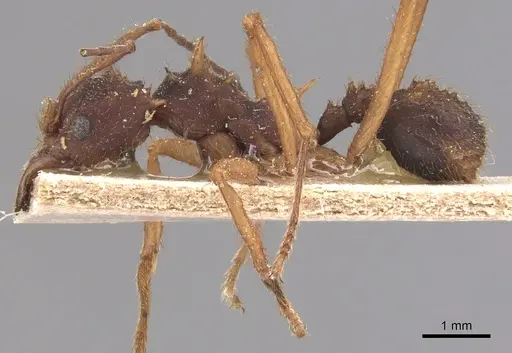 Acromyrmex aspersus specimen CASENT0904994 image casent0904994_3