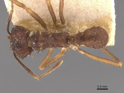Acromyrmex aspersus specimen CASENT0909399 image casent0909399_1