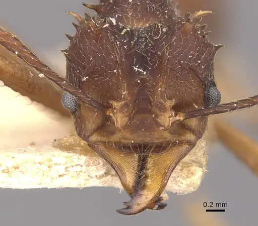 Acromyrmex aspersus specimen CASENT0909399 image casent0909399_2