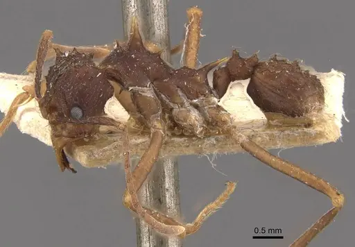 Acromyrmex aspersus specimen CASENT0909399 image casent0909399_3