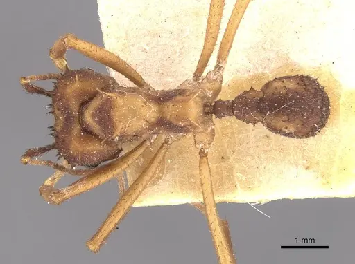 Acromyrmex aspersus specimen CASENT0909400 image casent0909400_1
