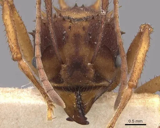 Acromyrmex aspersus specimen CASENT0909400 image casent0909400_2