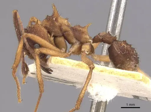 Acromyrmex aspersus specimen CASENT0909400 image casent0909400_3
