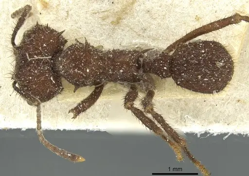 Acromyrmex aspersus specimen CASENT0912440 image casent0912440_1