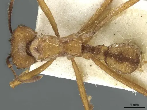 Acromyrmex aspersus specimen CASENT0912441 image casent0912441_1