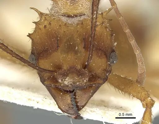 Acromyrmex aspersus specimen CASENT0912441 image casent0912441_2