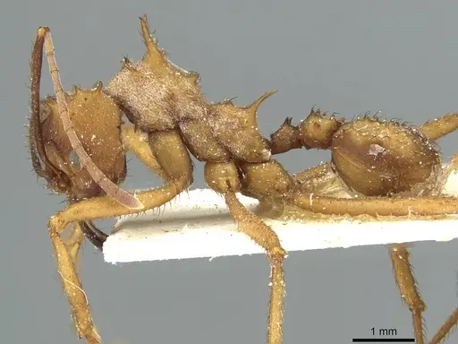 Acromyrmex aspersus specimen CASENT0912441 image casent0912441_3