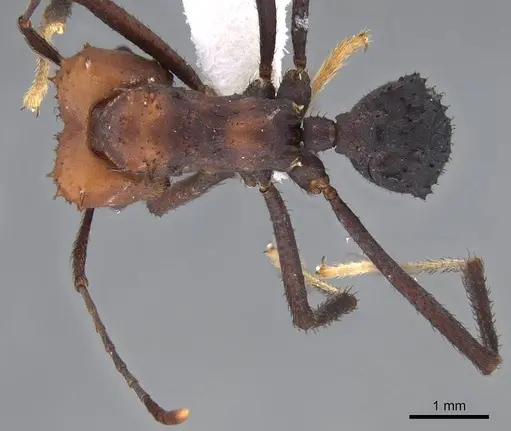 Acromyrmex aspersus specimen CASENT0922020 image casent0922020_1