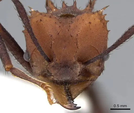 Acromyrmex aspersus specimen CASENT0922020 image casent0922020_2