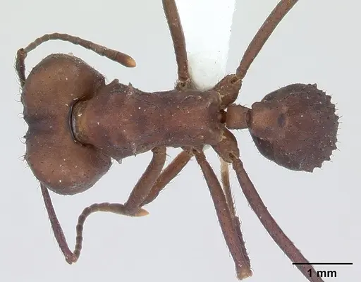 Acromyrmex balzani specimen CASENT0173790 image casent0173790_1