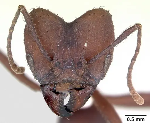 Acromyrmex balzani specimen CASENT0173790 image casent0173790_2