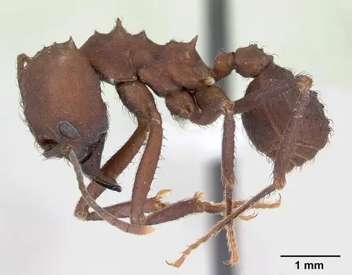 Acromyrmex balzani specimen CASENT0173790 image casent0173790_3