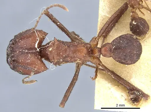 Acromyrmex balzani specimen CASENT0905006 image casent0905006_1