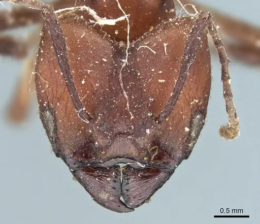 Acromyrmex balzani specimen CASENT0905006 image casent0905006_2