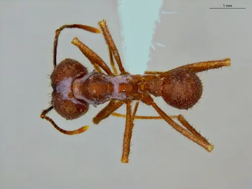 Acromyrmex balzani specimen ECOFOG-OI17-0188-04 image ecofog-oi17-0188-04_1