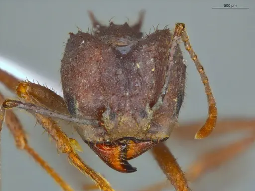 Acromyrmex balzani specimen ECOFOG-OI17-0188-04 image ecofog-oi17-0188-04_2