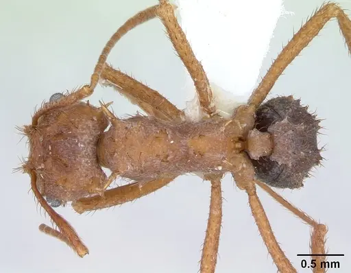 Acromyrmex coronatus specimen CASENT0173791 image casent0173791_1