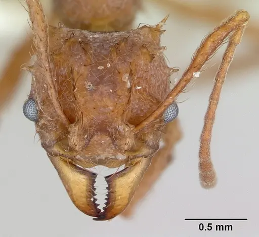 Acromyrmex coronatus specimen CASENT0173791 image casent0173791_2