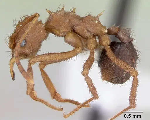 Acromyrmex coronatus specimen CASENT0173791 image casent0173791_3