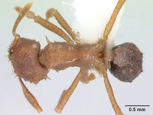 Acromyrmex coronatus specimen CASENT0173792 image casent0173792_1