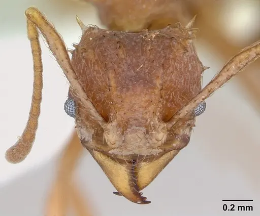 Acromyrmex coronatus specimen CASENT0173792 image casent0173792_2