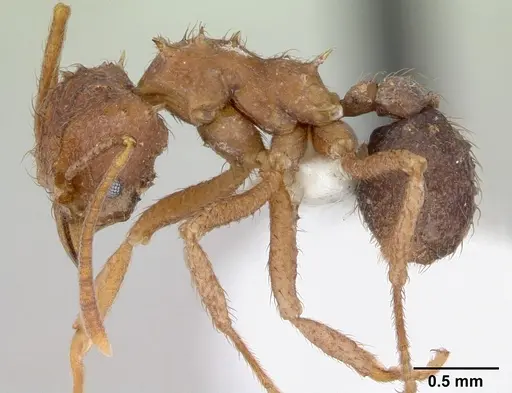 Acromyrmex coronatus specimen CASENT0173792 image casent0173792_3