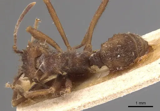 Acromyrmex coronatus specimen CASENT0904993 image casent0904993_1