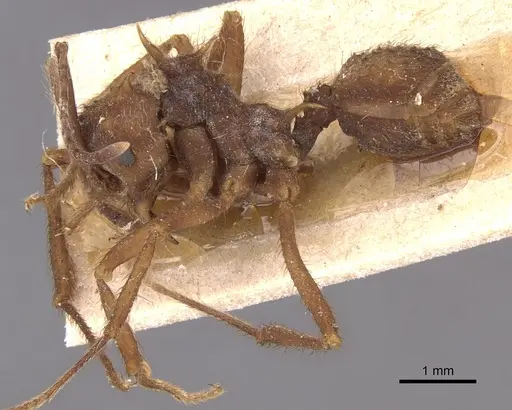 Acromyrmex coronatus specimen CASENT0904993 image casent0904993_3
