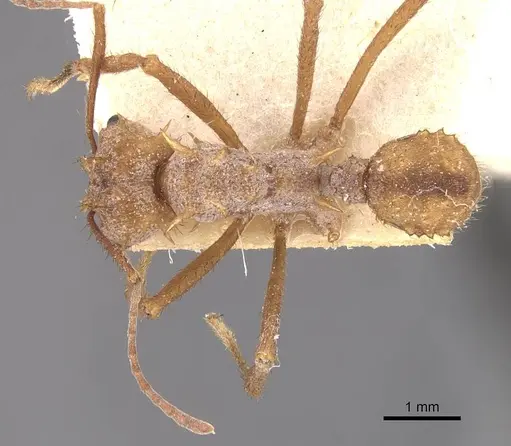 Acromyrmex coronatus specimen CASENT0909401 image casent0909401_1