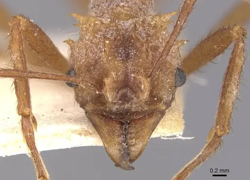Acromyrmex coronatus specimen CASENT0909401 image casent0909401_2