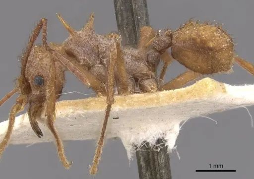 Acromyrmex coronatus specimen CASENT0909401 image casent0909401_3