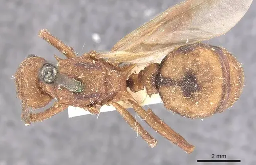 Acromyrmex coronatus specimen CASENT0909402 image casent0909402_1