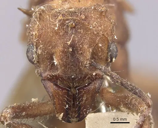 Acromyrmex coronatus specimen CASENT0909402 image casent0909402_2