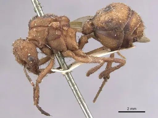 Acromyrmex coronatus specimen CASENT0909402 image casent0909402_3