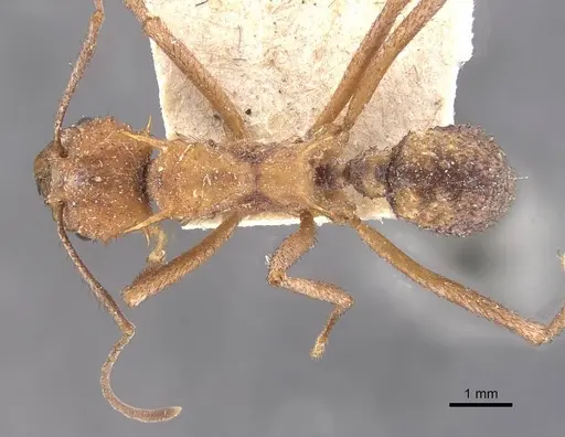 Acromyrmex coronatus specimen CASENT0909403 image casent0909403_1